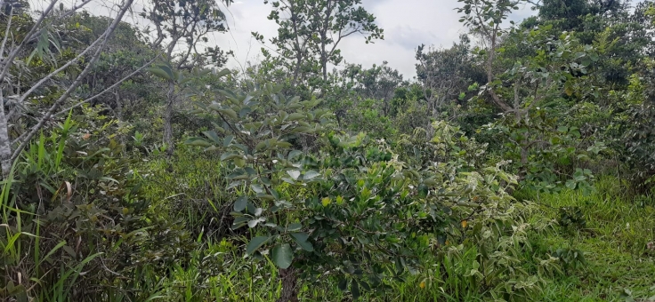 EXCELENTE FAZENDA A VENDA EM FORMIGA