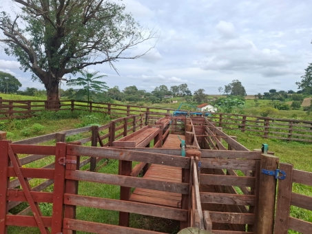 BEL&Iacute;SSIMA FAZENDA NA LINHA DO BANANAL
