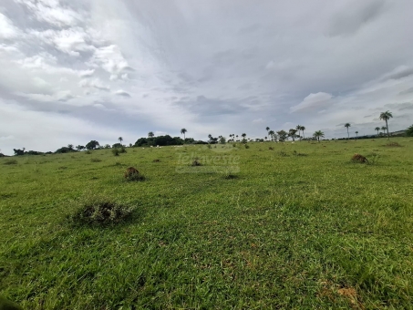 BEL&Iacute;SSIMA FAZENDA NA LINHA DO BANANAL