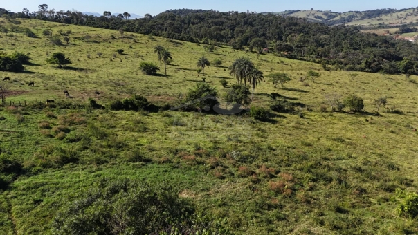 FAZENDA A VENDA 