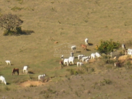 EXCELENTE FAZENDA A VENDA - DELFIN&Oacute;POLIS 