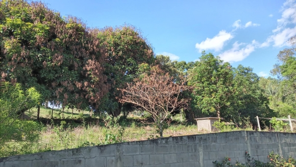 SITIO COM 3 ALQUEIRES NA REGI&Atilde;O DA MUMBUCA 