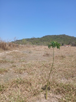 &Aacute;REA RURAL A VENDA REGI&Atilde;O DAS &Aacute;GUAS