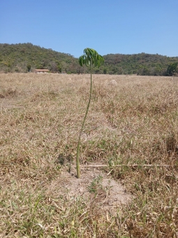 &Aacute;REA RURAL A VENDA REGI&Atilde;O DAS &Aacute;GUAS